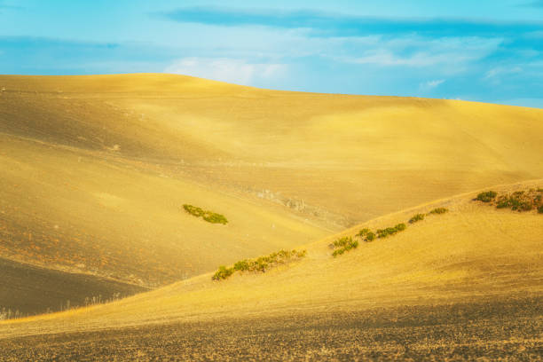 Agriculture field in Morocco