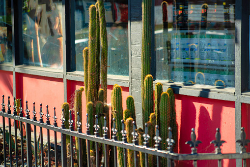 Rows of cactus plants with black metal gaurd rail with spikes in foreground with red building and visible window background in sun. Late in the afternoon with some shadows in urban area of the city.