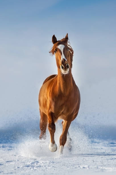 冬の雪の中で馬が走る - young animal beautiful horse mammal ストックフォトと画像