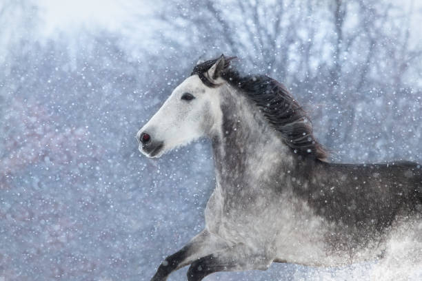 istock White horse with long black mane run 1447888528