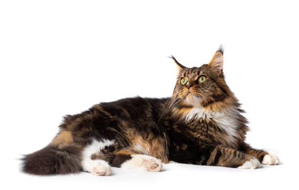 istock Maine Coon cat lies on a white background 1447889419