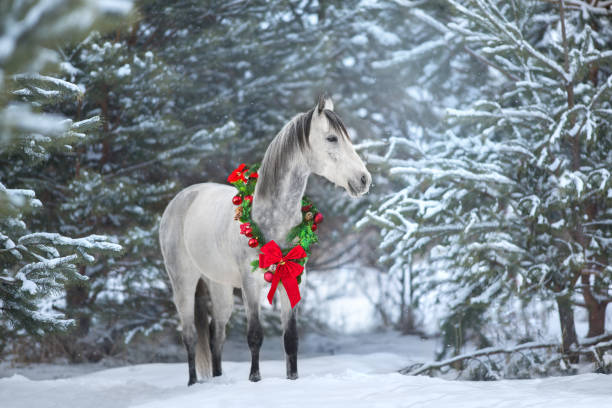 istock White horse in forest with christmas wreath 1447890130