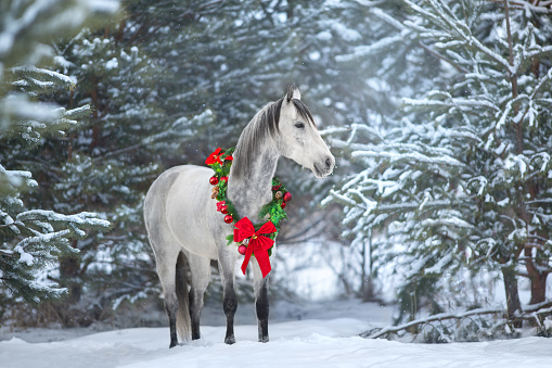 Arabian White horse with red christmas decoration