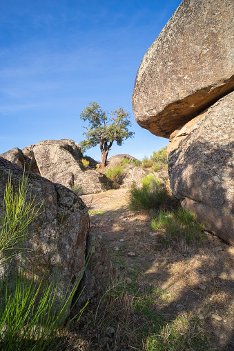 Detail of a young tree growing between large granite rocks