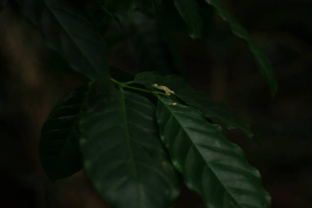 istock coffee fungus on coffee tree leaves 1447891589