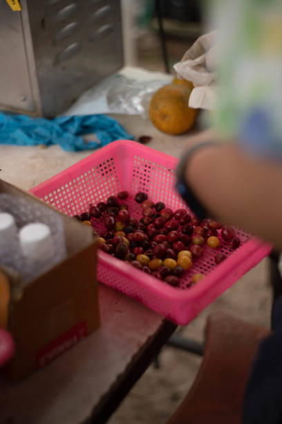 rote kaffeebeeren qualität - berry fruit refreshment rural scene vertical stock-fotos und bilder