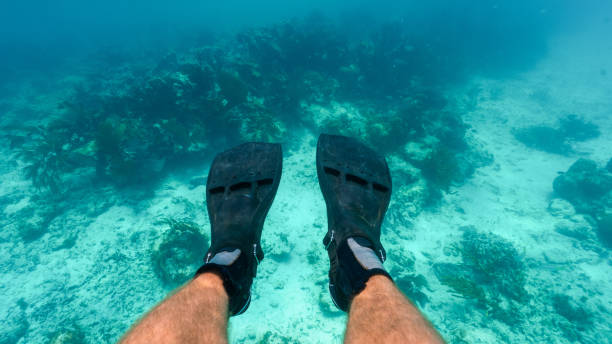 scuba instructor showing the fins and the coral reef in mexico stock photo