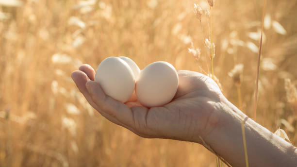 健康的な天然牧場の鶏の白い卵を調理し、健康的なライフスタイルをリードする。放し飼いの鶏の自然な背景を持つ白い卵。手のひらに天然卵 - palm people white brown ストックフォトと画像