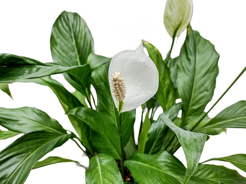 Peace lily flower and plant isolated on white