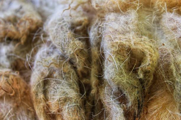 istock Domestic sheep farms 1447892625