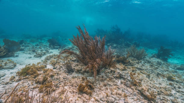underwater photo of soft coral in mexican caribbean sea stock photo