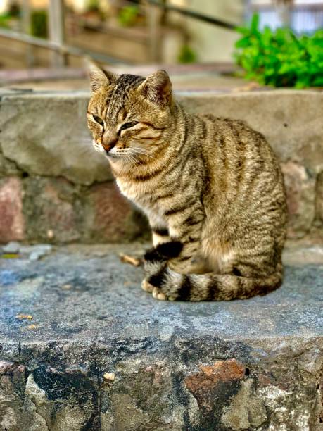 istock Brown and grey cat with stripes 1447893201