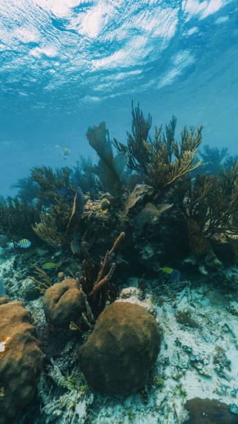 vertical underwater photo of fan coral and fish in the reef in mexico stock photo