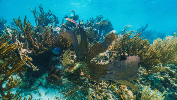 underwater photo of fan coral and fish in the reef in mexico stock photo
