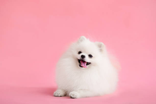 istock Dog breed pomeranian spitz funny sits on a red background 1447895609