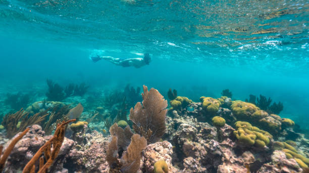 tourist doing snorkeling in the caribbean reef stock photo