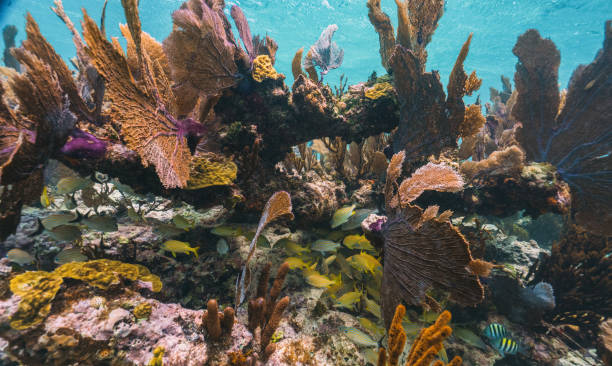 underwater photo of fan coral and school of yellow fish in the reef in mexico stock photo