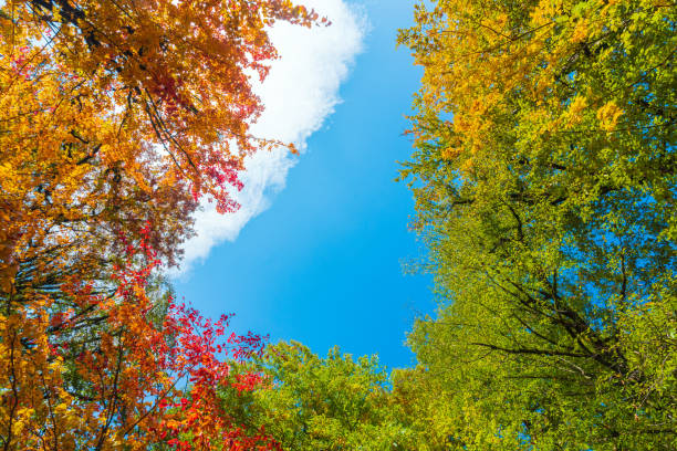 istock Branches of autumn trees against the blue sky 1447896236