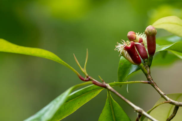 Cloves ready to harvest