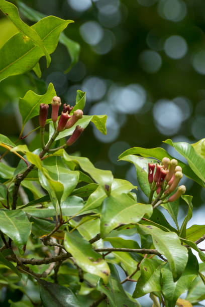 istock Cloves ready to harvest 1447899127
