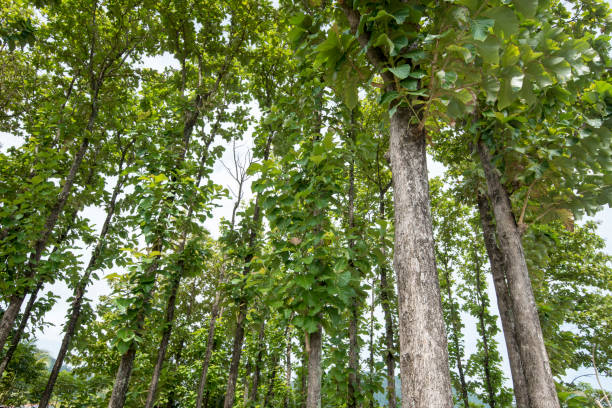 Local Teak Plants in Aceh, Indonesia
