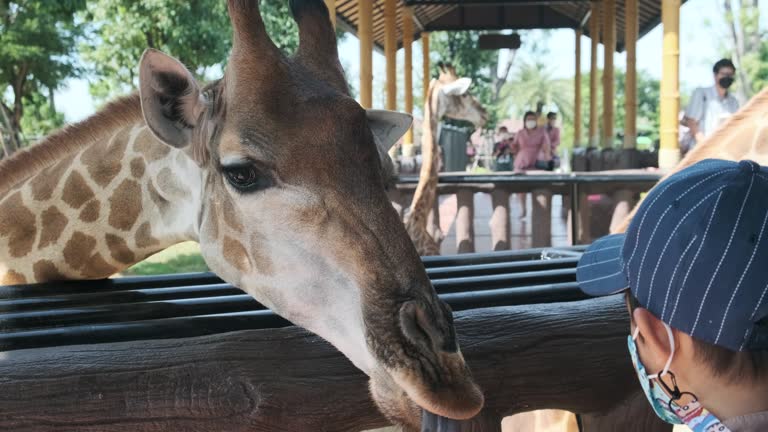 Kindergarten boy feeding carrot to Giraffe in zoo