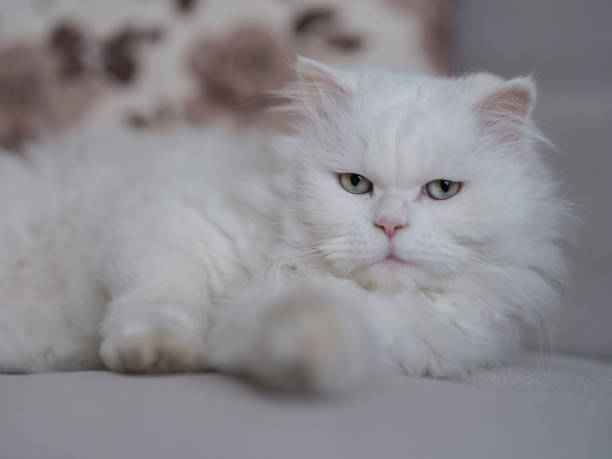 istock portrait of beautiful white cat 1447900553