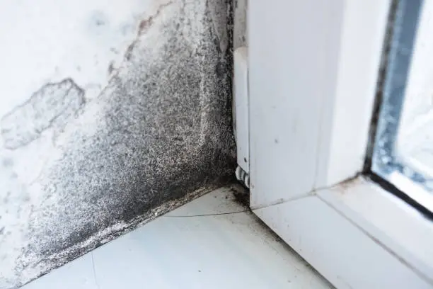 White wall with black mold. Dangerous fungus that needs to be destroyed. Black mold buildup. The problem of ventilation, dampness, cold in the apartment.