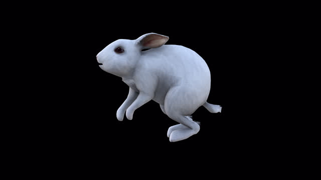 White Rabbit Jump Side View