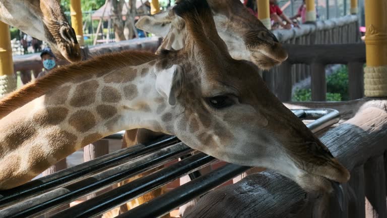 Kindergarten boy feeding carrot to Giraffe in zoo