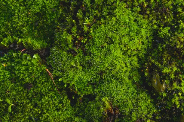 Close up of a green moss