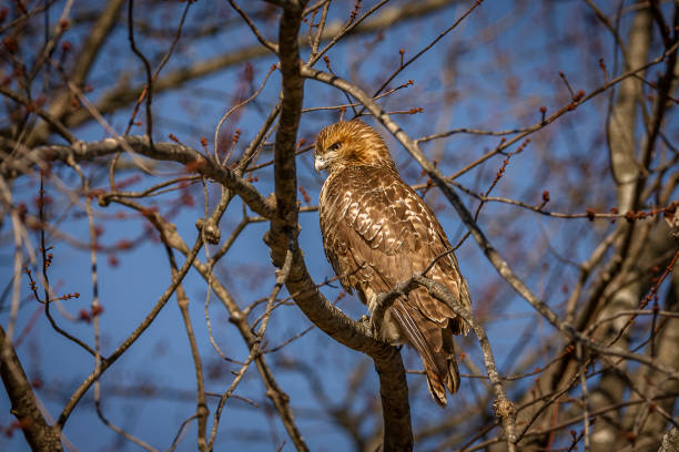 Killikilli Hawk 740+ Red Tailed Hawk Perched In Tree While Hunting Stock Photos ...
