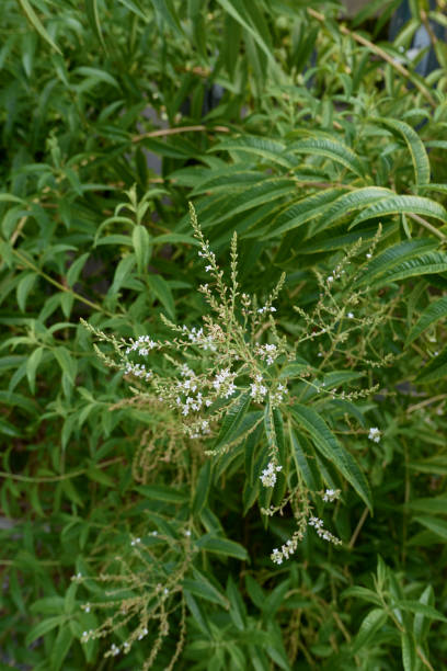 white inflorescence of Lippia citriodora shrub
