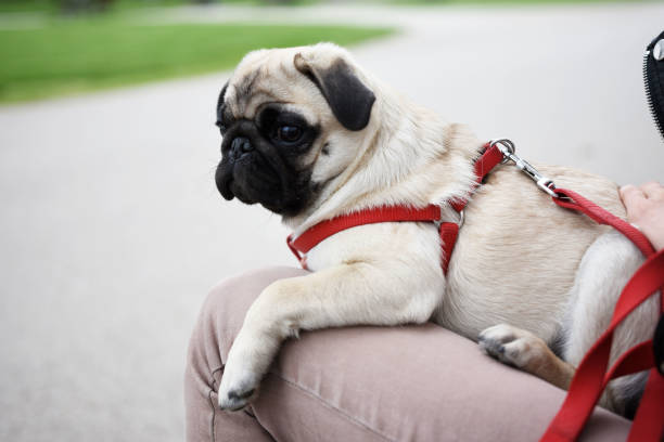 istock Cute pug dog sitting in womans arms outdoors, copy space 1447908615