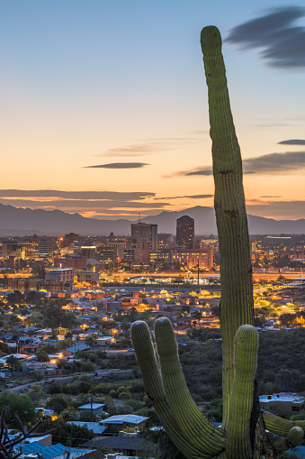 Tuscon, Arizona, USA city skyline and cactus at dusk.