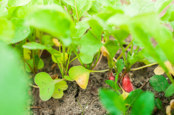 istock Radish grows on a bed with a drip irrigation system. Home garden with plants. environmentally friendly product with vitamins. 1447909483