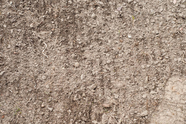 istock Land preparation of a private plot for planting fresh grass 1447909546