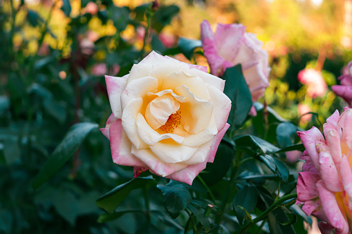 istock Rosa Peace pink and yellow flower known as  formally Rosa 'Madame A. Meilland' is a successful garden rose 1447909700