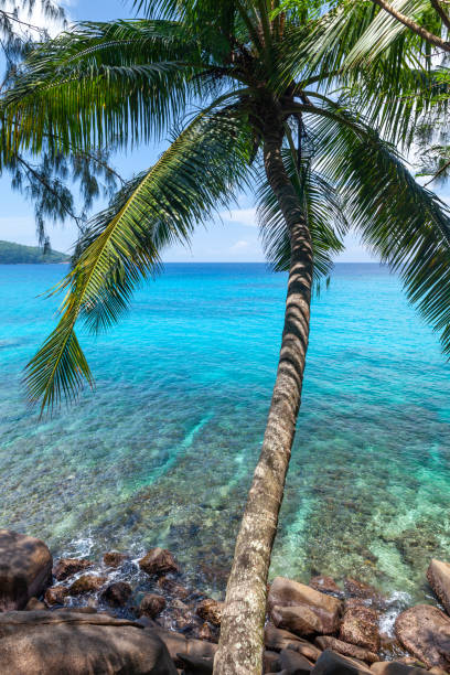 istock Tropical sea with palm 1447909864