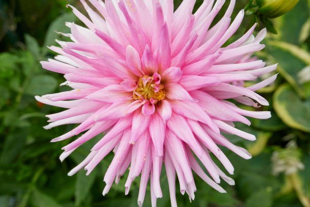 istock Dahlia  plant in bloom 1447909865
