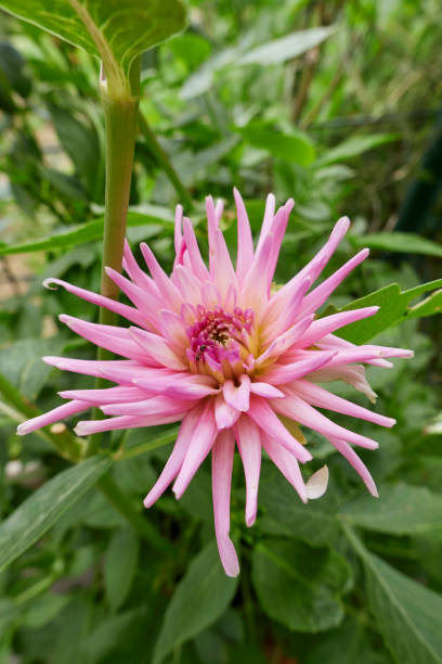 istock Dahlia  plant in bloom 1447909868