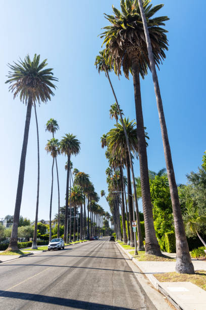 istock Beverly Hills street with tall palm trees 1447909945