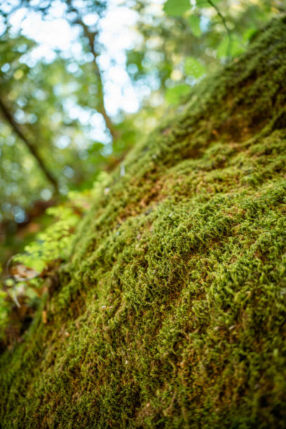 istock Green moss macro photography 1447910837