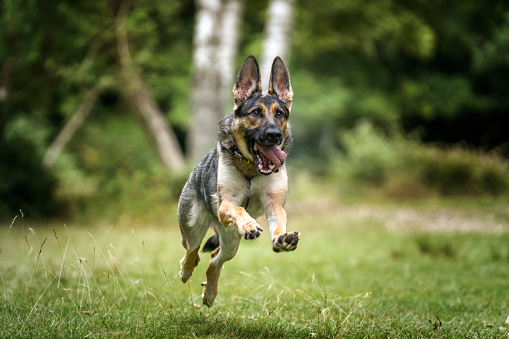 German Shepherd Dog running and launching at full stretch after her ball