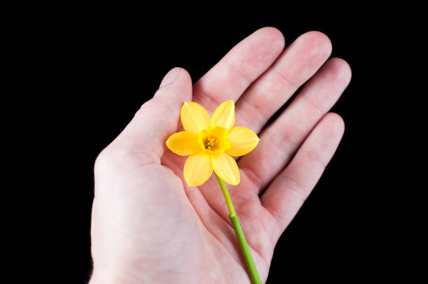 istock Yellow narcissus flower in hand isolated on black background, isolate 1447913180