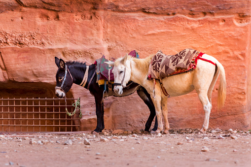 Two Sad donkeys with saddle standing in Petra ancient cave city, Jordan