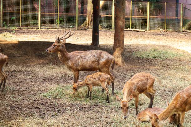istock Some Timor deers eat grass in the garden 1447920269