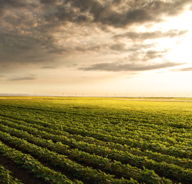 istock Open soybean field at sunset. 1447924050