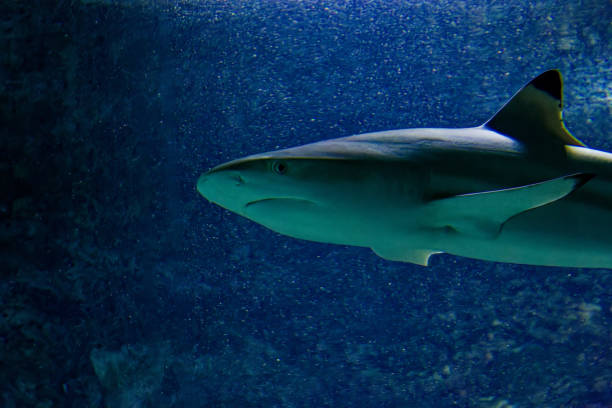 sharks in a big fish tank