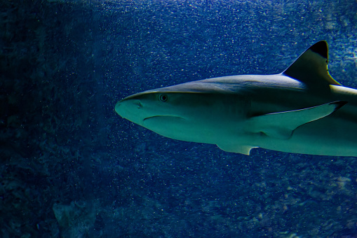 sharks in a big fish tank